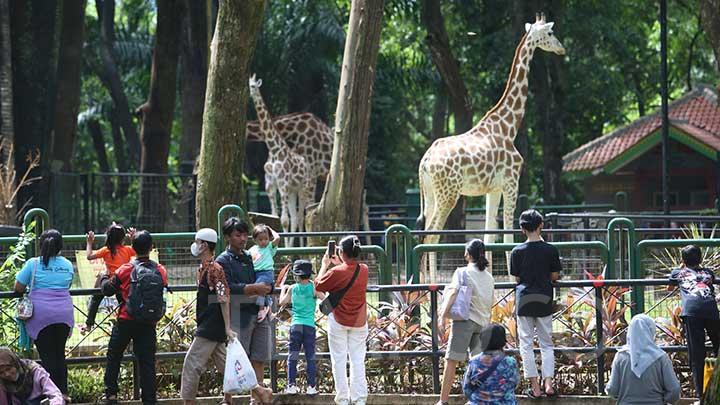 Inilah 6 Kebun Binatang di Indonesia yang Menjadi Tempat Wisata Populer untuk Keluarga